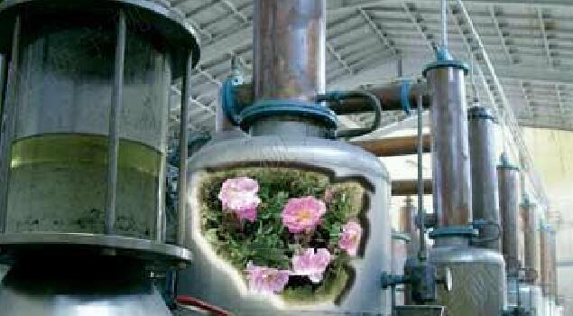 54kw高压蒸汽发生器 54kw高压蒸汽发生器