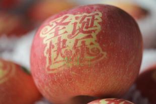 芭乐视频APP黄色版下载安装元旦