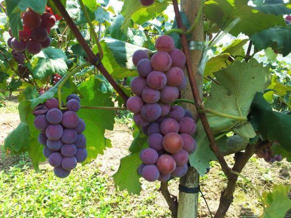 白葡萄酒酿制蒸汽发生器 白葡萄酒酿制蒸汽发生器