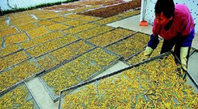 黄花菜烘干蒸汽发生器 黄花菜烘干蒸汽发生器