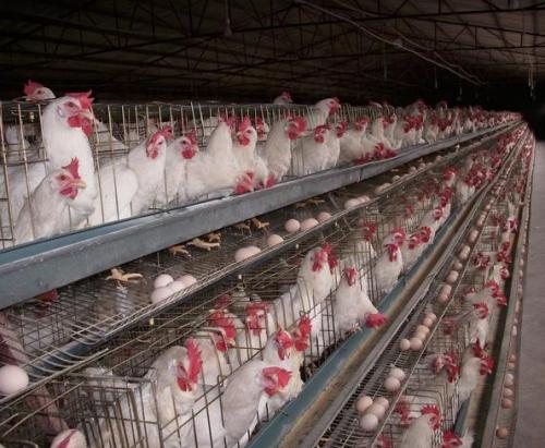 养鸡场如何做到安全过冬，使用蒸汽发生器就好