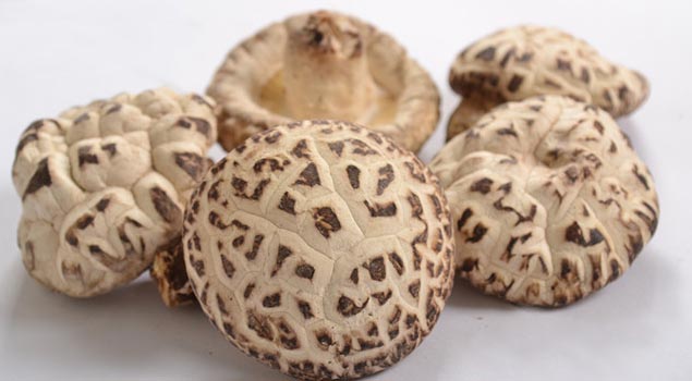 香菇烘干蒸汽发生器助香菇营养价值高几番！