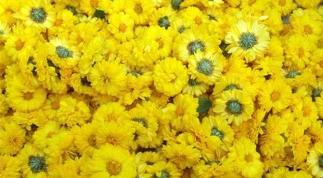 如何制出品质优良菊花茶？菊花烘干蒸汽发生器满足你